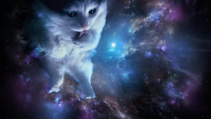 gato viajando por el espacio tiempo
