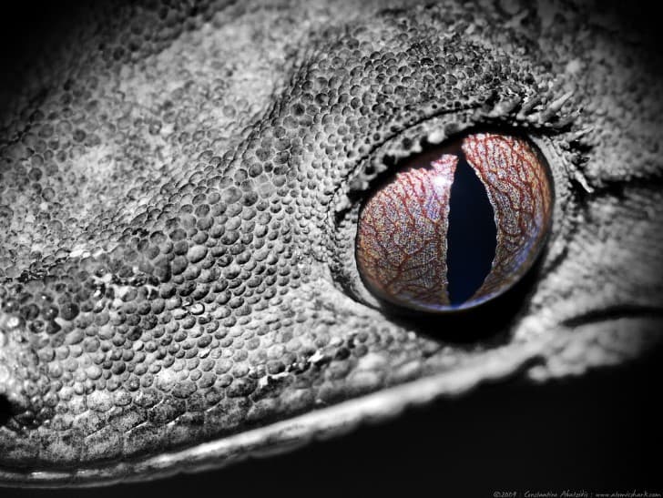 ojos de reptil