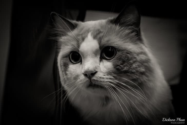 gato en blanco y negro