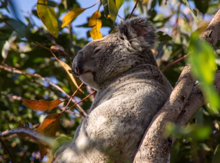 koala dormido