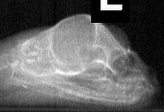 radiografia serpiente tres ojos (1)