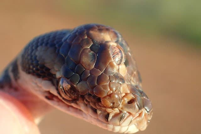 snake with three eyes australia