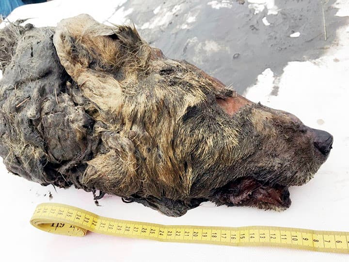 cabeza de lobo en yakutia