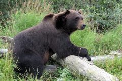 oso en rusia
