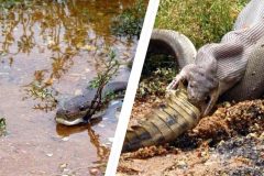 serpiente devora a cocodrilo