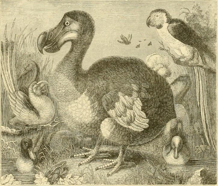 ilustracionj pajaro dodo