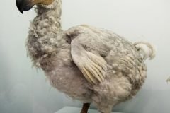 recreacion apariencia de una dodo