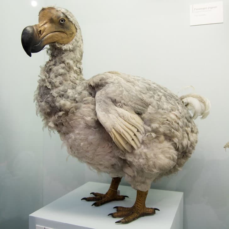 recreacion apariencia de una dodo