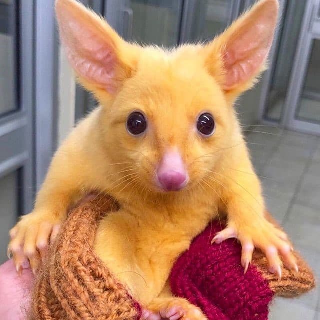 pósums marsupial amarillo en australia