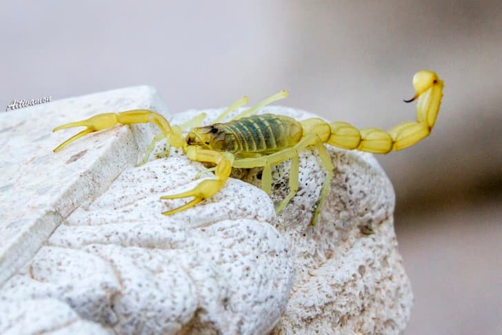 escorpion o alacran amarillo