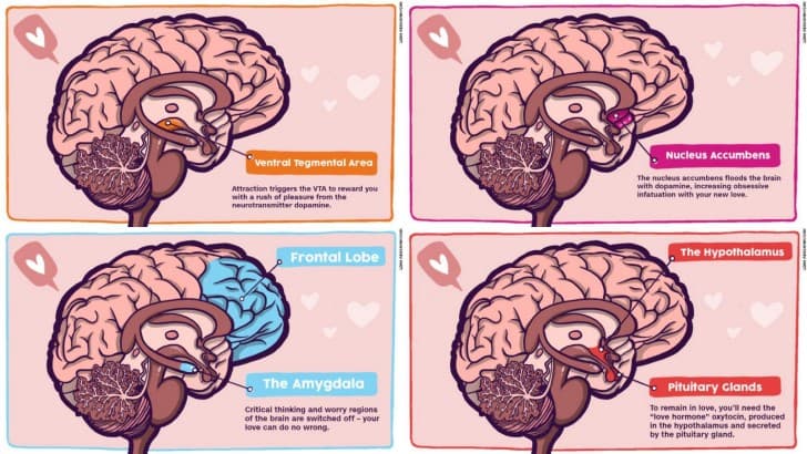 asi funciona el amor en el cerebro