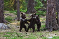 osos bailando en el bosque