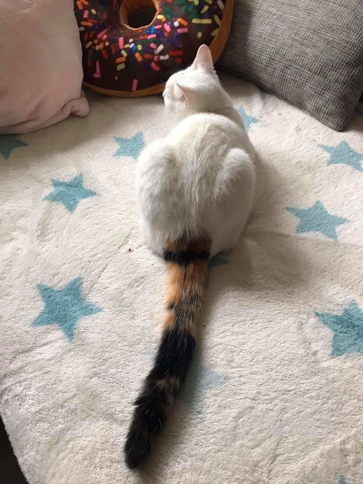 gato cola pintada