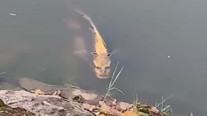 pez con rostro humano en china