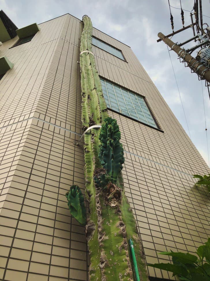 cactus gigante en Takinogawa Japon (1)