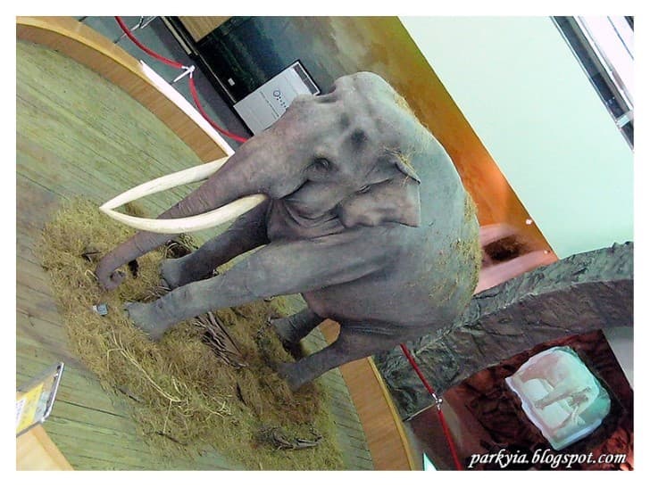 Lin Wang elefante China