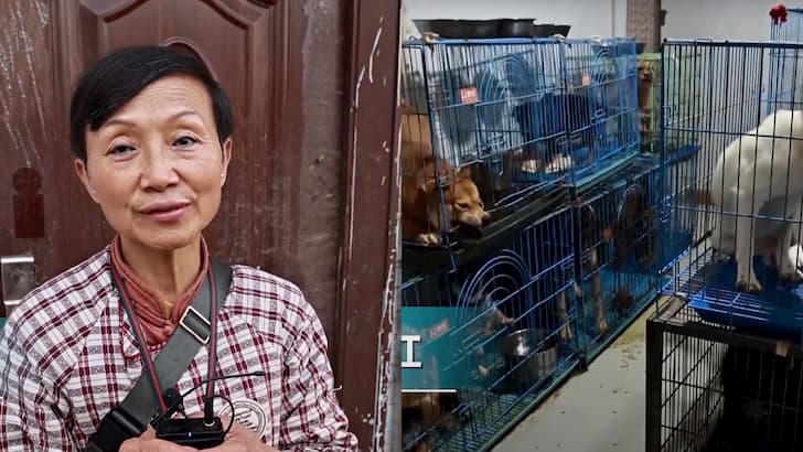 mujer en china mantiene 1300 perros 2