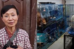 mujer en china mantiene 1300 perros