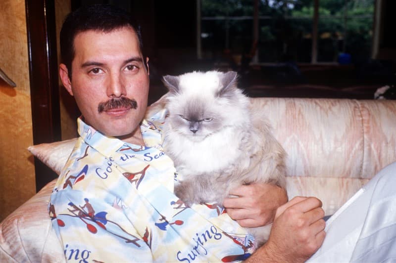 Freddie Mercury con un gato encima