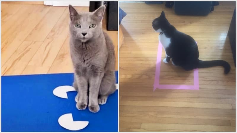 gatos ilusiones visuales(1)