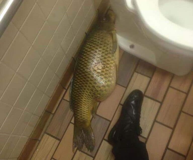 pescago gigante olvidada en un baño publico