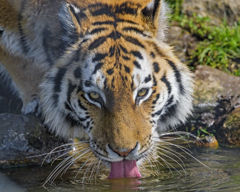 lengua de un tigre