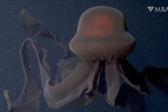 medusa gigante fantasma