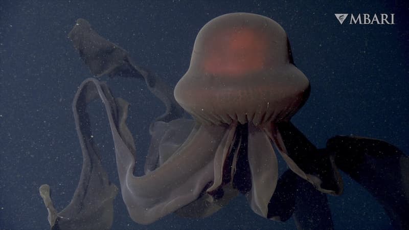 medusa gigante fantasma(1)