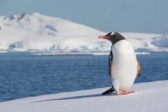 Pygoscelis papua pinguino juanito