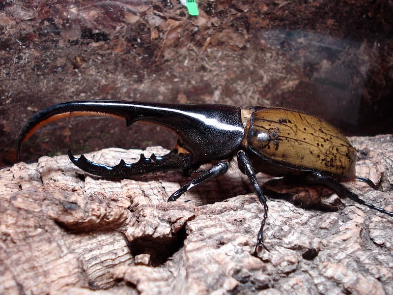 escarabajo Hércules(1)