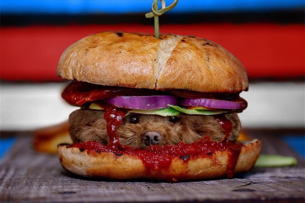 Perros Photoshop comida (12)