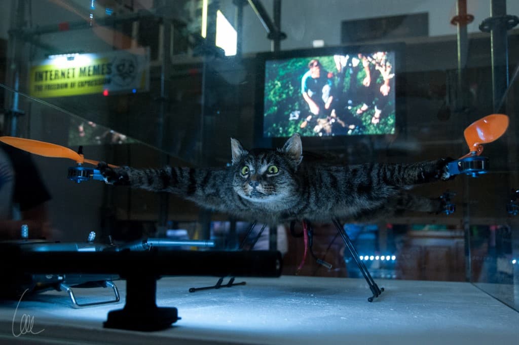 gato convertido en dron (2)