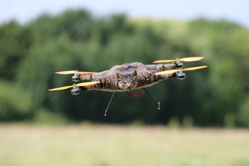 gato convertido en dron (4)