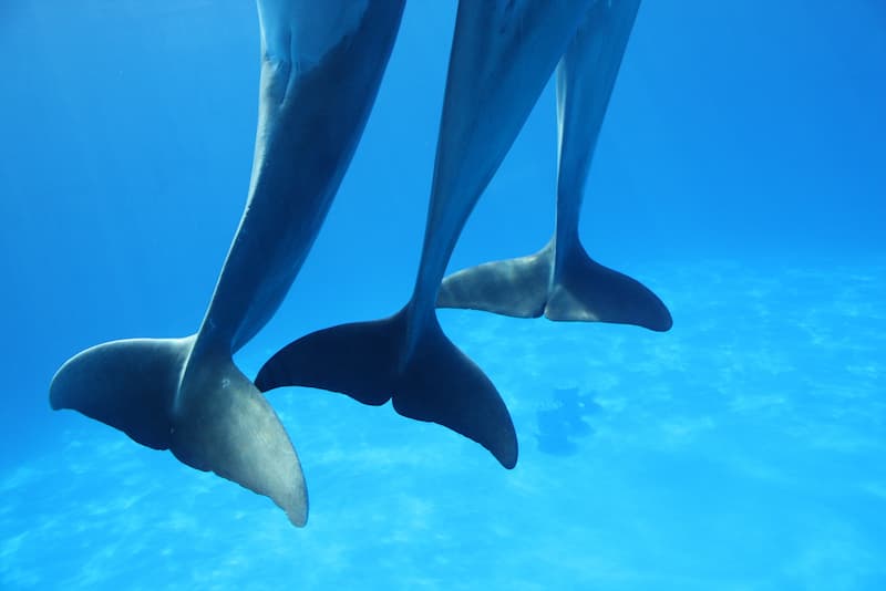 colas de delfines(1)