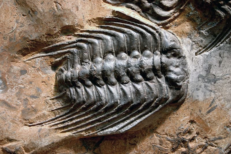 trilobites (1)