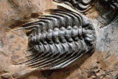 trilobites (2)