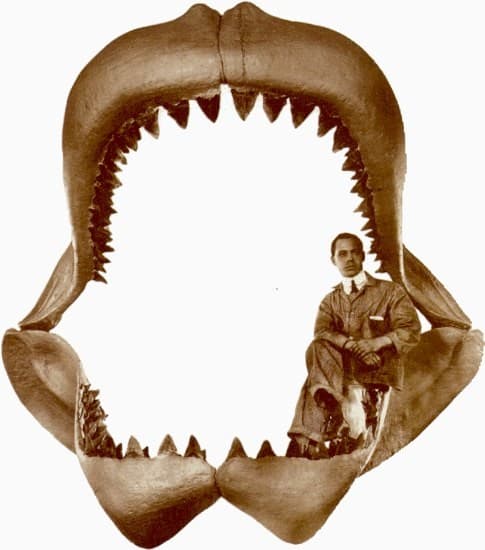 dientes tiburon