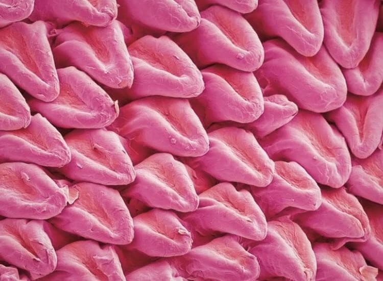 lengua de gato bajo el microscopio