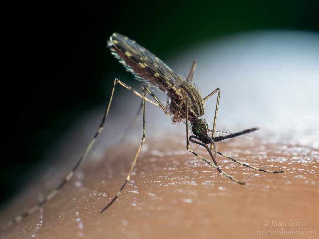 mosquito picando