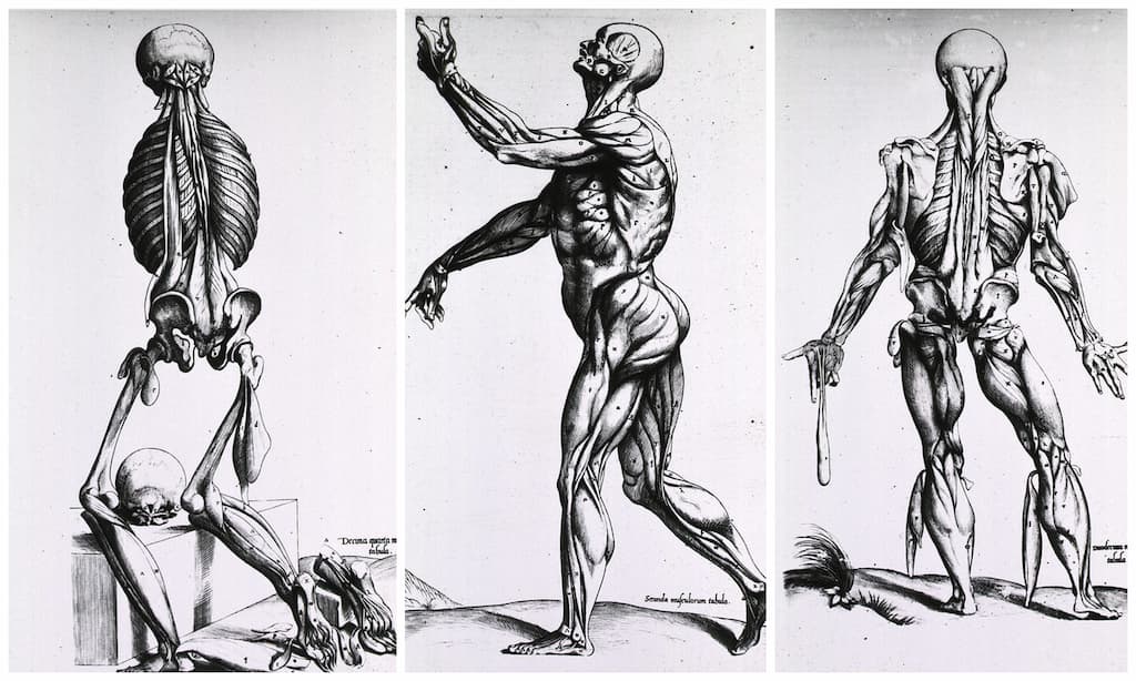 ilustraciones anatomicas del pasado