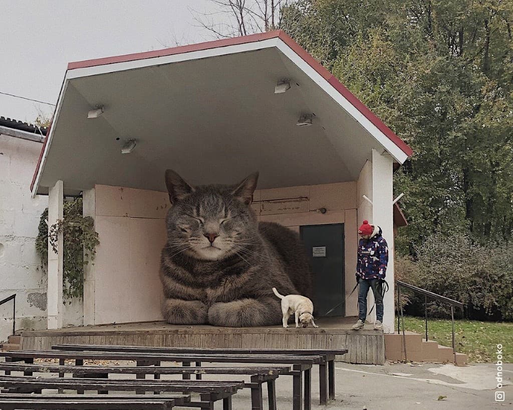 Gatos gigantes en escenarios urbanos (10)