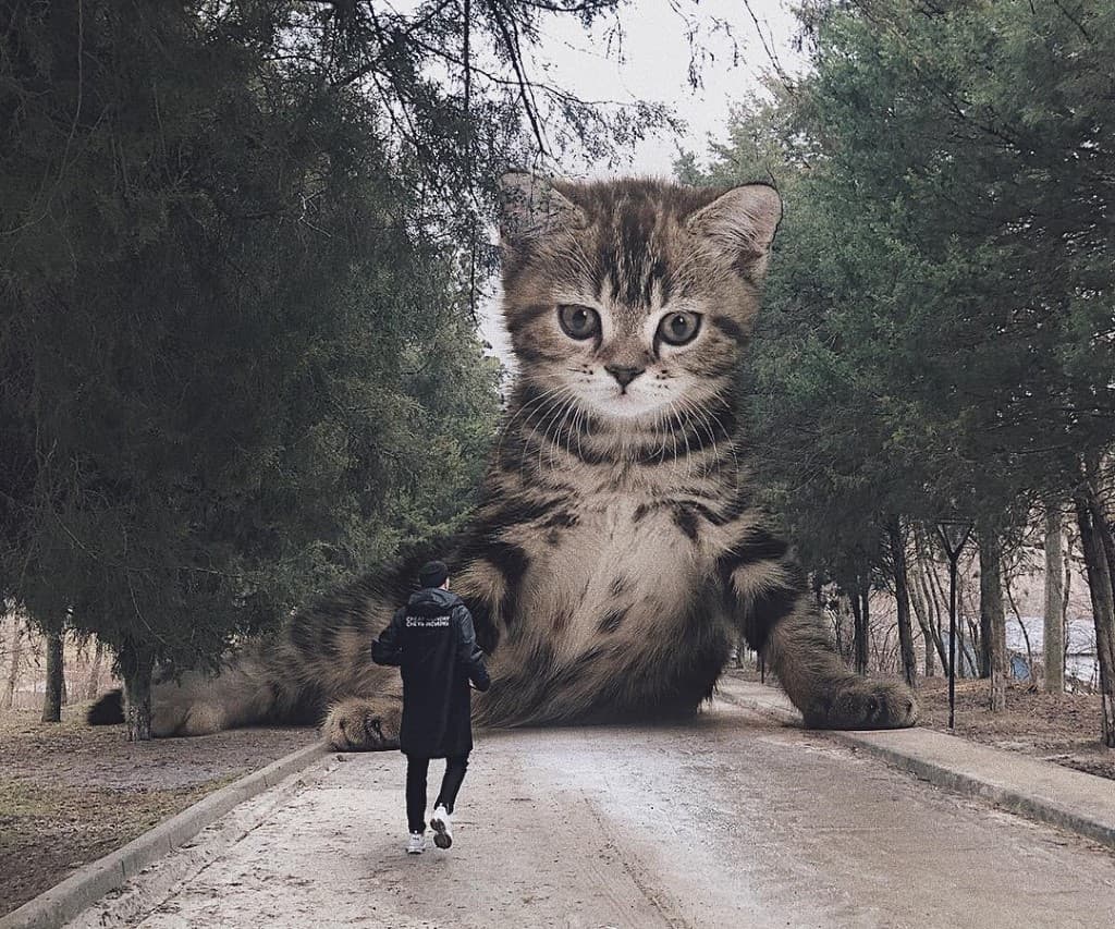 Gatos gigantes en escenarios urbanos (4)