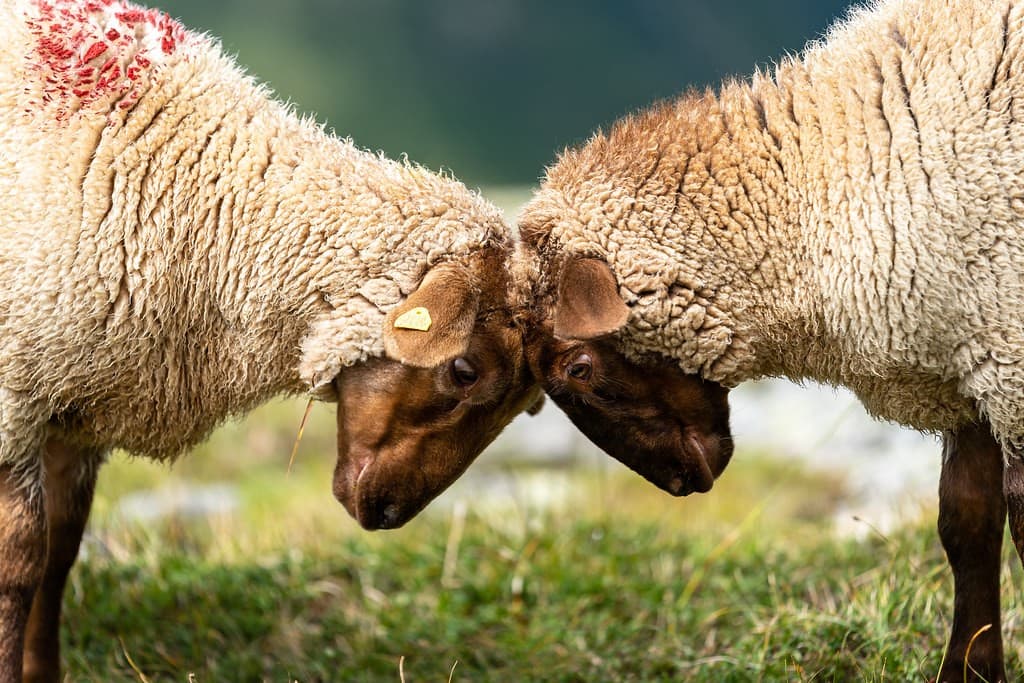 ovejas peleando