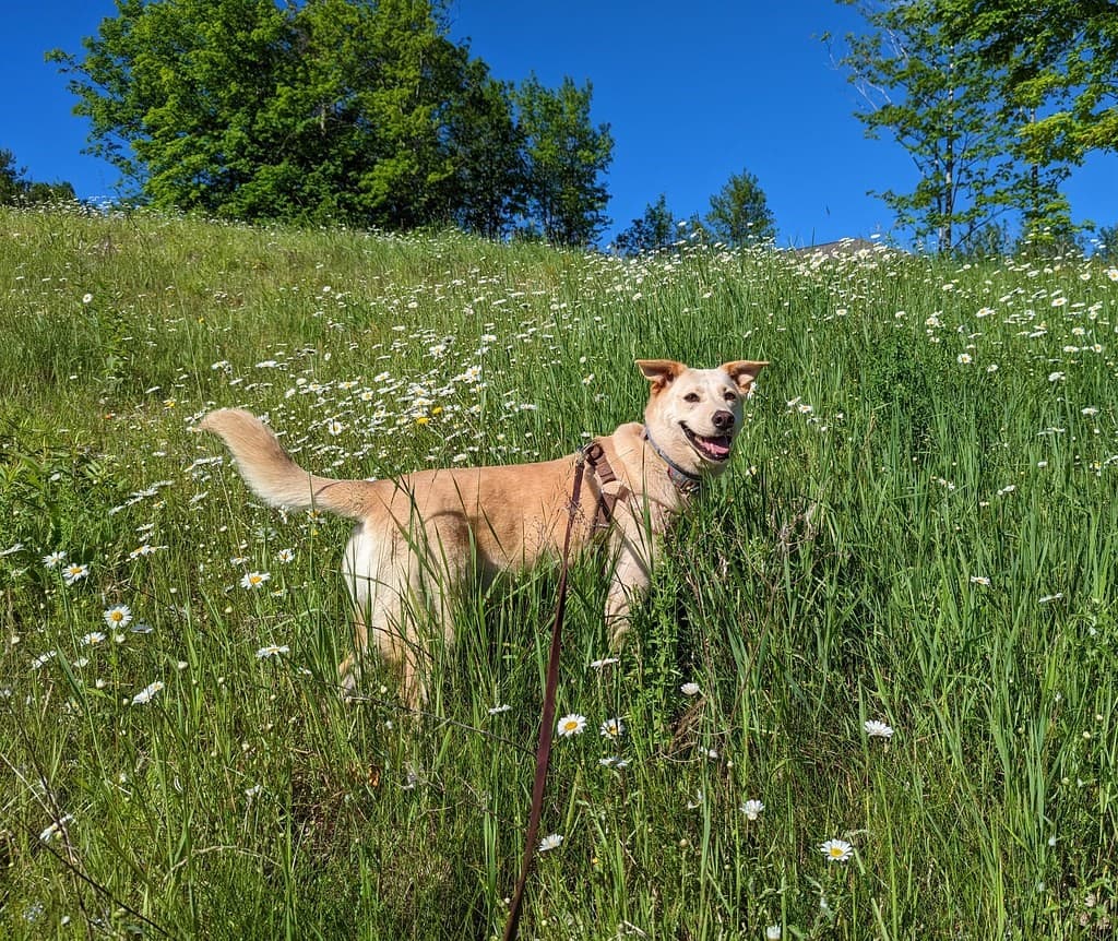 perro feliz en el campo