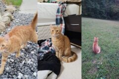Gato perdido recorre más de 60 km para reencontrar a su familia
