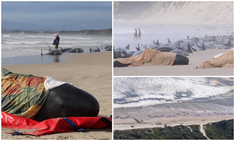 200 ballenas piloto mueren encalladas en Tasmania(1)