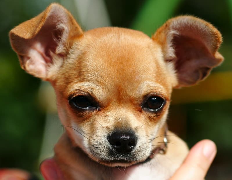 perro chihuaha defeca en la cara de su dueña(1)
