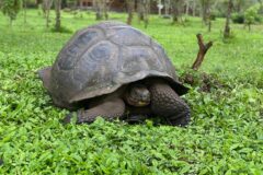 tortugas gigantes de las Galápagos(1)