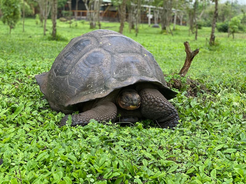 tortugas gigantes de las Galápagos(2)