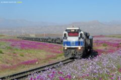 Tren y desierto florido en Chile